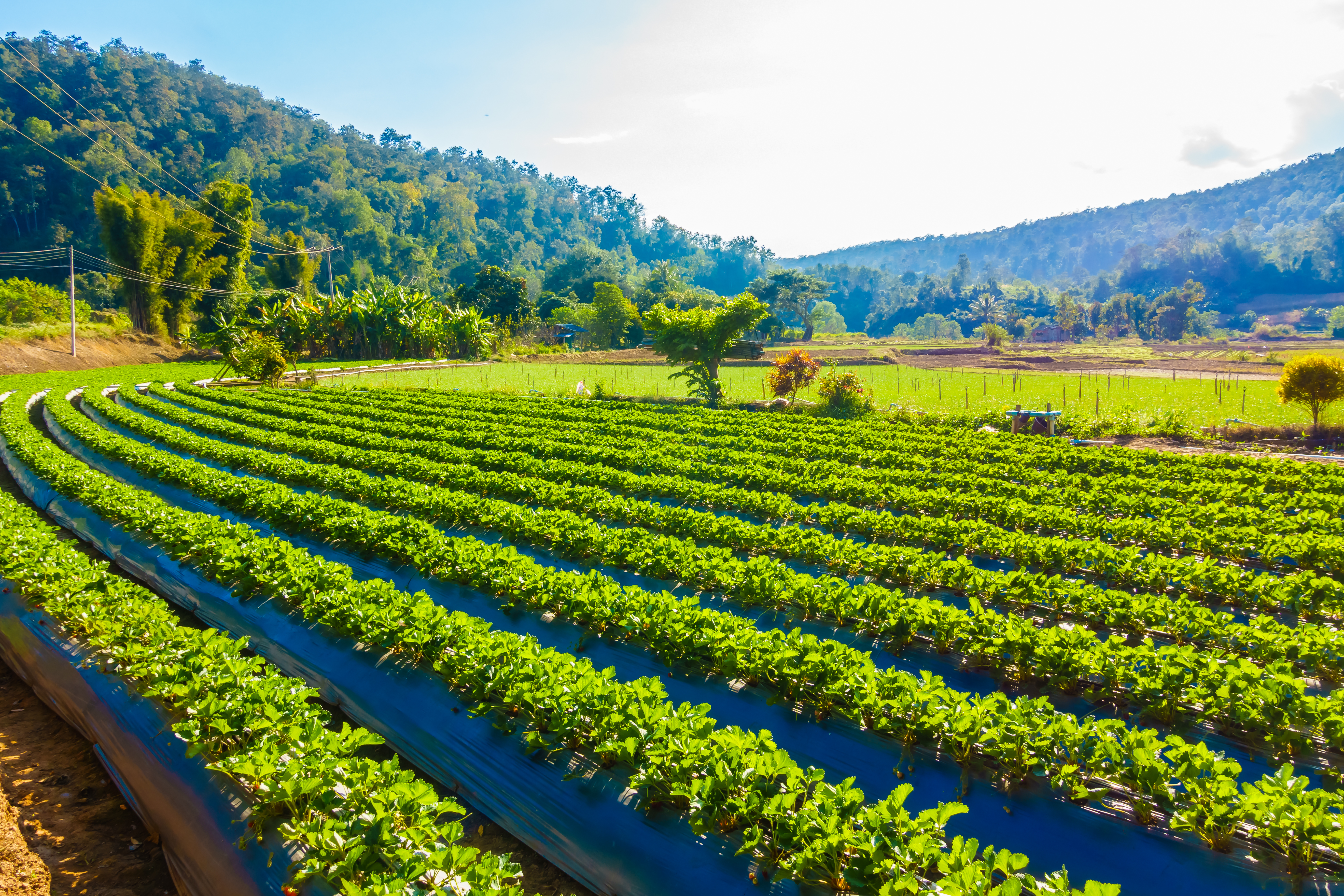 Tanzania Sustainable Farming
